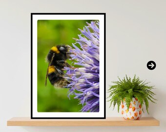 Stampa fotografica macro di un bombo / Decorazione botanica floreale viola