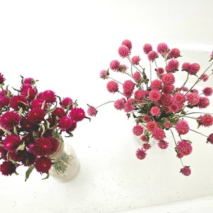 Dried Carmine Red Light Pink Gomphrena Globe Amaranth Flower Stems