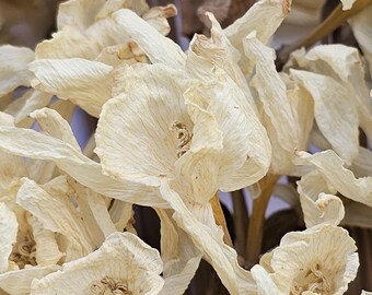Natural Dried White Daffodil Flowers (Narcissus)