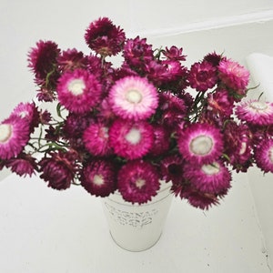 Dried Strawflower Stems, Dried Strawflowers, Orange Dark Red Purple White Strawflower Bunch