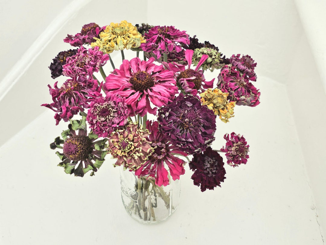 Dried Zinnia Flower Stems Bouquet zinnia Elegans Etsy