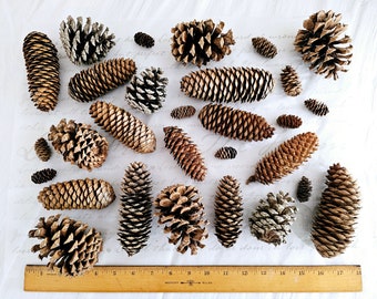 Box of Spruce Cones and Pine Cones