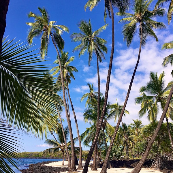 Palm trees~Tropical~Sand~Island~Blue sky~Ocean~Photography~Digital print