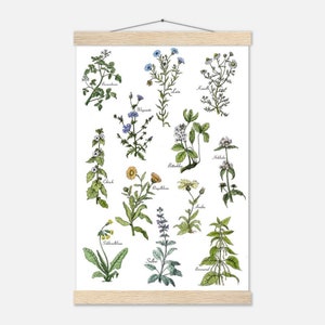 Geneeskrachtige kruiden beeldende kunst illustratie, print, natuur illustratie kruidenposter geneeskrachtige planten tekenen, print, botanische poster, aquarel