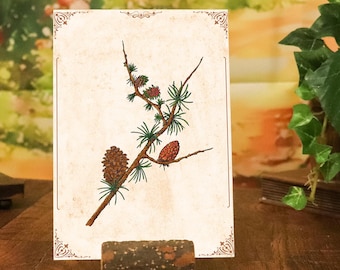 Botanical art print of larch | Vintage illustration of a branch with blossoms and cones | Alpine style – Winter nature decor