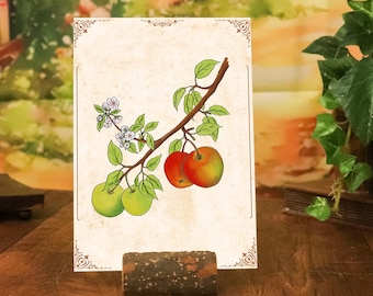Botanical Art Print Apple | Vintage Illustration Branch with Blossoms and Fruit | Nostalgic Wall Art for Kitchen & Living Room - Nature Decor