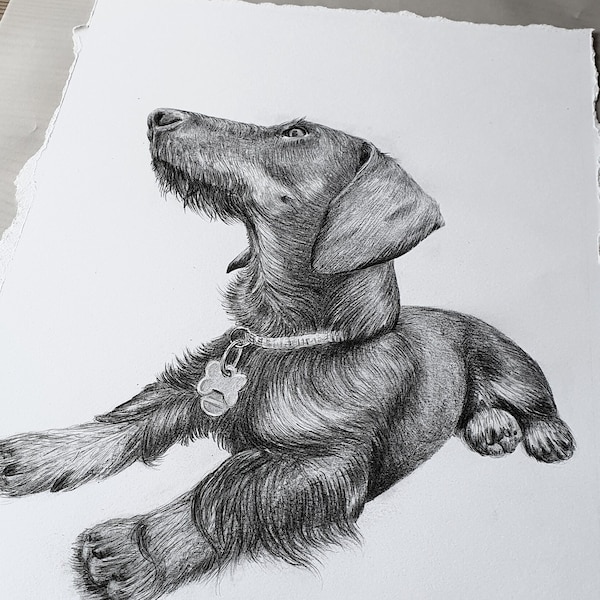 Haustierportrait - 100%Handgezeichnet - Bleistift - Tier zeichnen  - Hund malen lassen - Zeichnung - Auftragszeichnung - Haustier vom Foto -