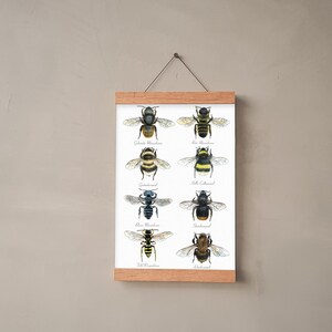 Abejas silvestres nativas, póster de naturaleza A4/A3, abejorro, ilustración de abejas, bellas artes, póster de especies