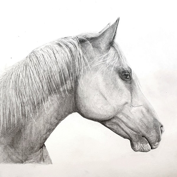 BLEISTIFT Portrait - Bleistiftzeichnung - Pferd - Pferde Zeichnung - Auftragszeichnung - Portrait zeichnen lassen, Muttertagsgeschenk