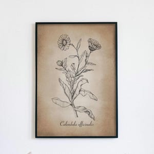 Ilustración botánica Dibujo de caléndula Hierbas silvestres Impresión artística Plantas Impresión Imagen de la naturaleza Decoración vintage oscura de la academia