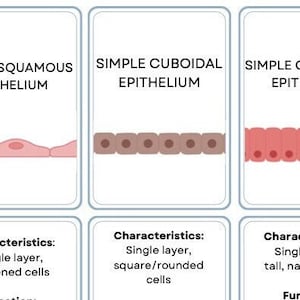 nervi cranici e grafico delle funzioni