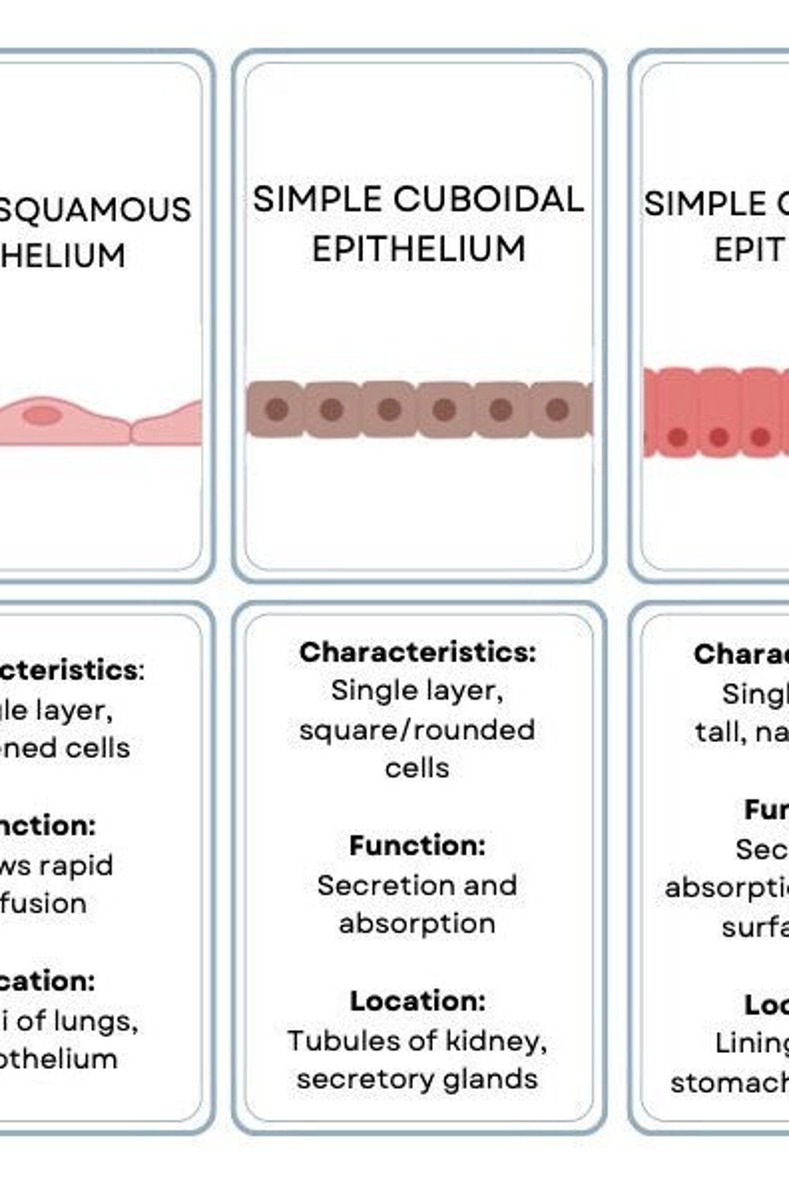 Epithelial Tissues Histology Flash Cards Etsy
