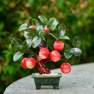 bonsai kugelbaum Bonsai Carmona - Bonsaï carmona main image 0