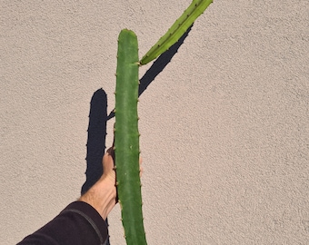 Big Palora Dragonfruit EU esquejes Selenicereus Megalanthus