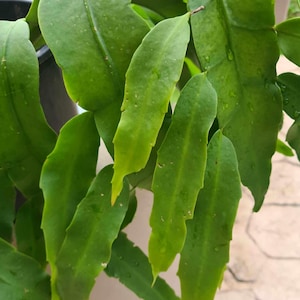 May include: Close-up of a green leafy plant with long, thin leaves. The leaves have a slightly textured surface and are arranged in a cascading pattern.