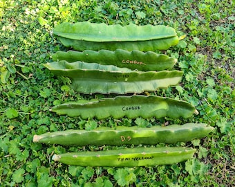 Dragonfruit cuttings EU