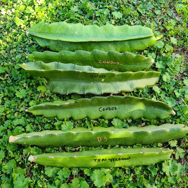 Dragonfruit cuttings EU