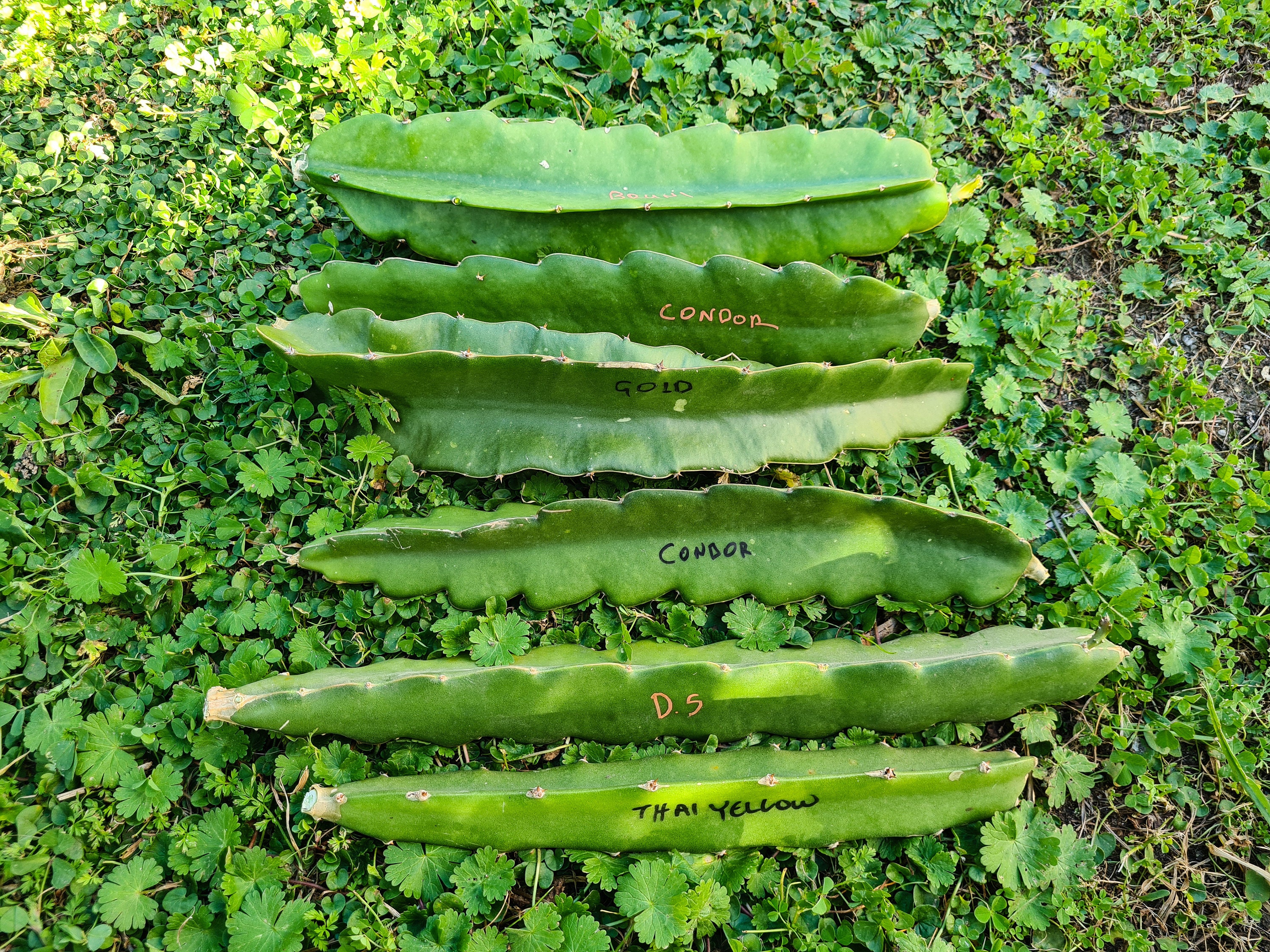 Talea Di Pitaya (Frutto Del Drago) Varietà Bruni – Sapore Dolce Con Note Di Cocco – Da Coltivare