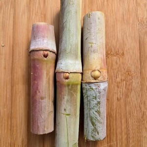 SACCHARUM OFFICINARUM 'Rosa Bianca' Varietà di canna da zucchero