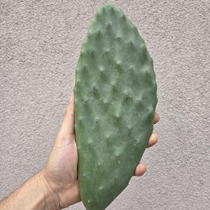 May include: A large, green prickly pear cactus pad with a smooth, textured surface. The pad is held in a person's hand.