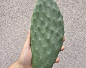 Opuntia anacantha - Fico d'India senza spine