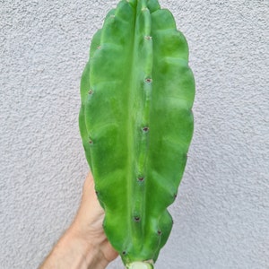 May include: A vibrant green cactus cutting, held against a light gray textured wall. The cactus has a ribbed texture with small, dark brown spots along its edges. The cut end is visible at the bottom.