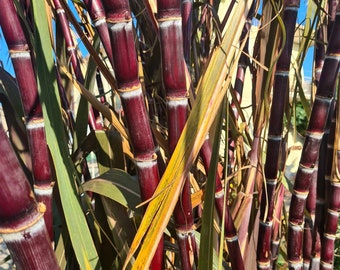 Hawaian Black Sugarcane SACCHARUM OFFICINARUM 'Ko Honua Ula'