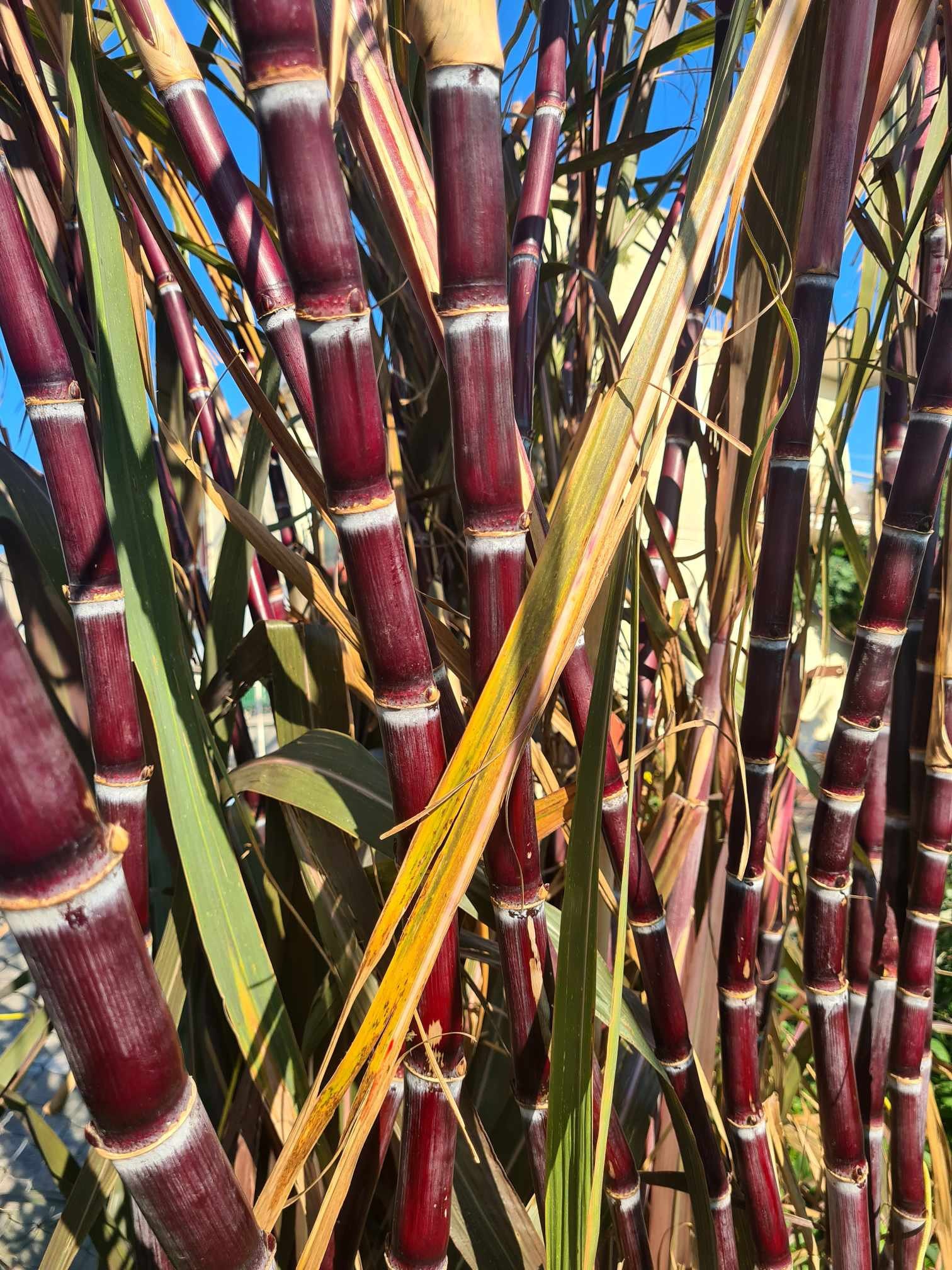Schwarzes Zuckerrohr SACCHARUM OFFICINARUM 'Ko Honua Ula' - Etsy sterreich