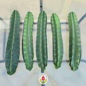 Puede incluir: Cinco esquejes de cactus columnares verdes dispuestos verticalmente. Cada segmento presenta costillas verticales distintas con pequeñas espinas espaciadas uniformemente a lo largo de los bordes. Un logotipo circular en la parte inferior muestra un gráfico de fruta del dragón y el texto The Dragon Fruit Farm.