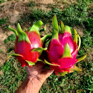 Dragonfruit 30-40 cm sticklingar EU sällsynta sorter pitaya