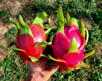 Mudas de pitaya (várias variedades) - UE