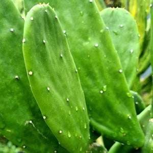 Prickly Pear Spineless Opuntia Cochenillifera
