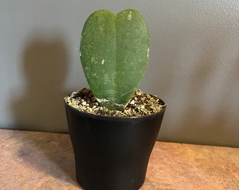 Hoya Kerri Plant