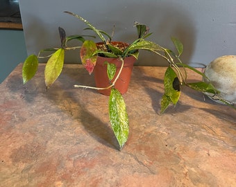 Hoya Pubicalyx “Splash” Plant