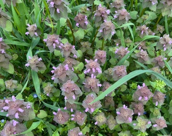 Purple Dead Nettle Plant