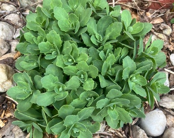 Showy Stonecrop