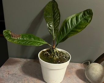 Anthurium Birds Nest Plant