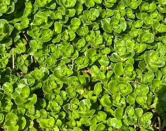 Caucasian Stonecrop