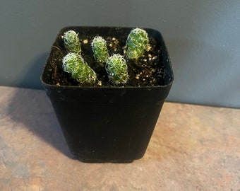 Mammillaria gracilis fragilis thimble cactus