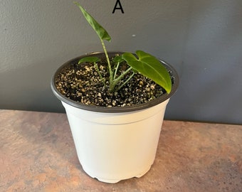 Alocasia Ivory Coast Plant