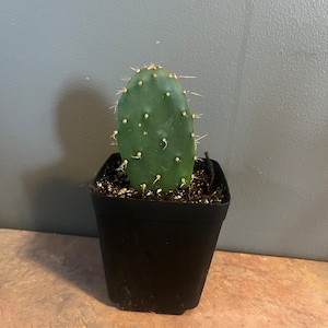 Opuntia santarita prickly pear cactus