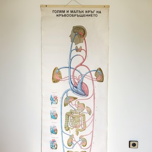 Vintage Anatomisches Lernposter, Große und Kleine Zirkulationskreise, Lehrtafel, Wandbild aus Papier, Buntes Diagramm