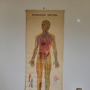 Poster anatomico vintage del sistema circolatorio umano, 1982, grande tabella educativa da parete, decorazione scolastica, poster di carta arrotolabile, regalo