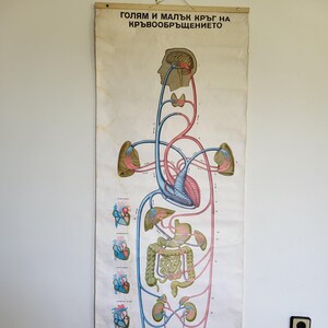 Manifesto didattico d'epoca, grandi e piccoli cerchi circolatori, manifesto scientifico educativo, manifesto grande, carta, colore, del 1982