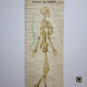 Vintage Anatomie Poster, Menschlicher Körper Poster, Menschliches Diagramm, Rollpapier Poster, Lernposter, Schulwanddekor, Geschenk, Vintage Decor.