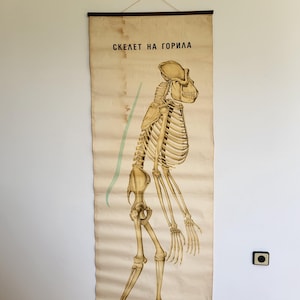 Poster anatomico vintage, scheletro di gorilla, poster 1981, arredamento scolastico, poster di carta di grandi dimensioni, diagramma colorato, vecchio poster educativo