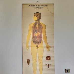 Poster anatomico vintage, ghiandole endocrine, corpo anatomico, corpo umano, tabella scolastica, arredamento educativo, grande poster di carta arrotolabile,