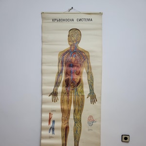 Vintage anatomische poster van een mens, bloedsomloop, oud papier poster, schoolkaart, oprolposter, schooldecor, cadeau, kantoordecor