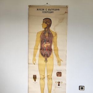 Vintage Anatomisches Poster, Endokrine Drüsen, Menschlicher Körper, Lehrtafel, Schul Dekor, großes altes Plakat, Medizinische Ausstattung, Büro Deko