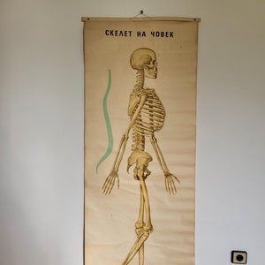 Manifesto anatomico vintage dello scheletro umano, 1981, grande tabella educativa da parete, scheletro, manifesto di carta arrotolabile, vecchio manifesto colorato